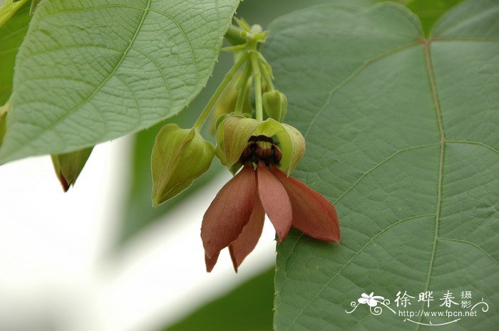 茶花的养殖方法