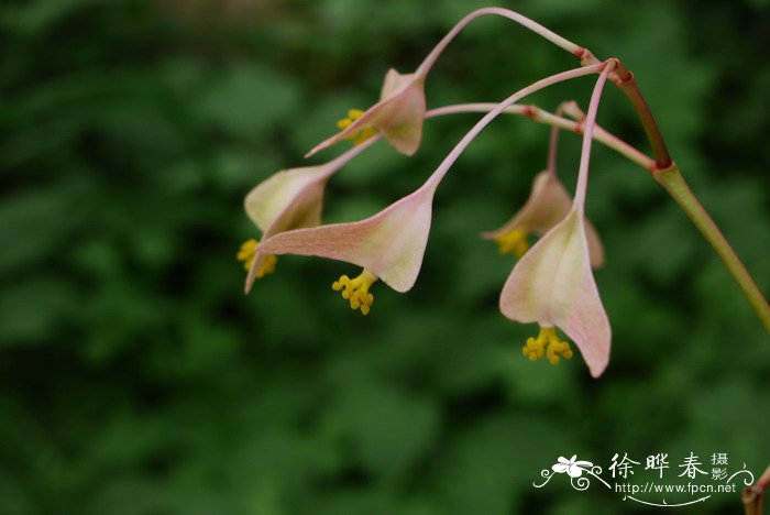 关于桂花的资料