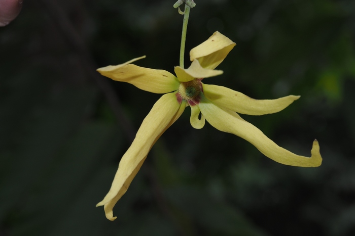 玫瑰花是什么季节开的