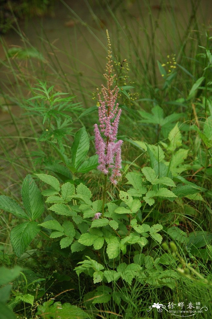 长沙桂花价格