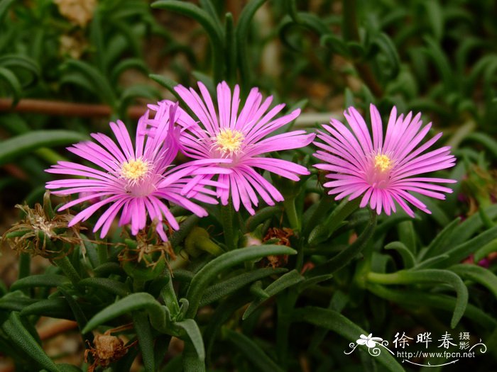 苹果拼盘图片