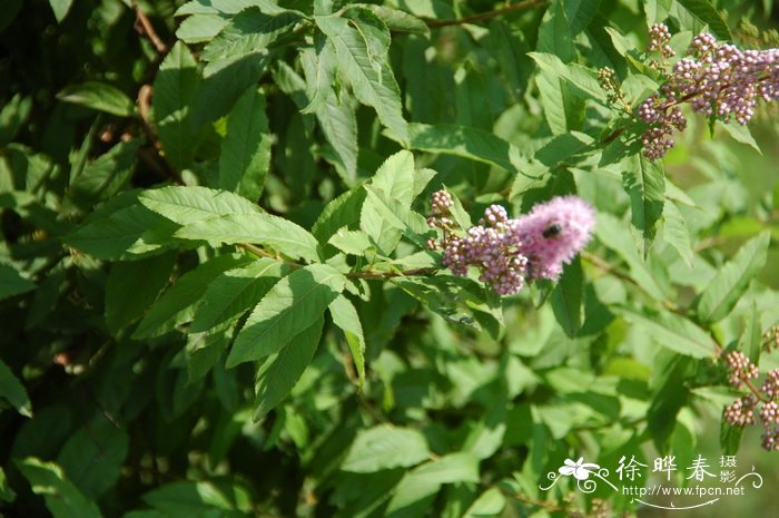 茶花凤仙