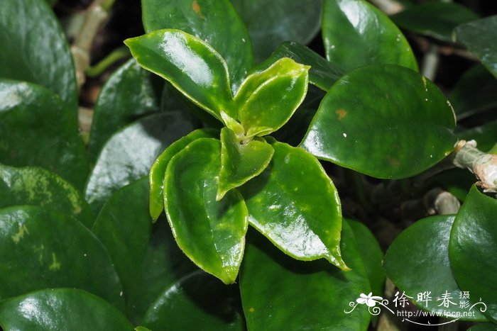 榴莲季节