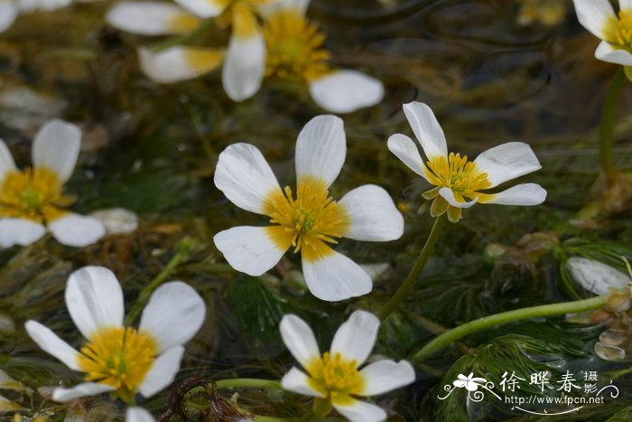 百合花的资料