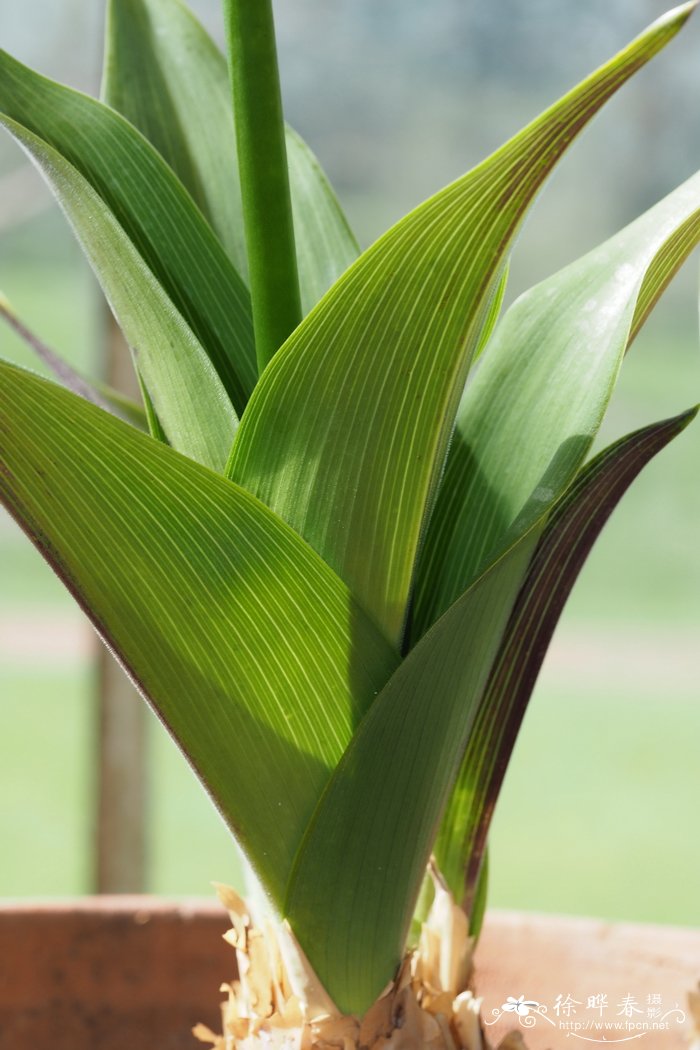 榉树种植基地