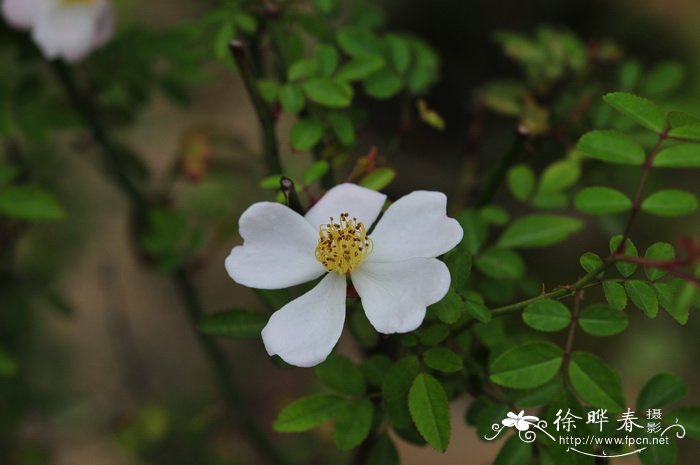 牡丹花每天几点开花