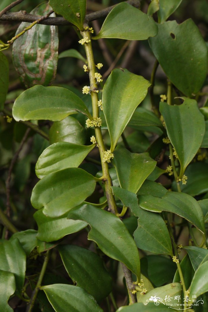 茴香菜的图片