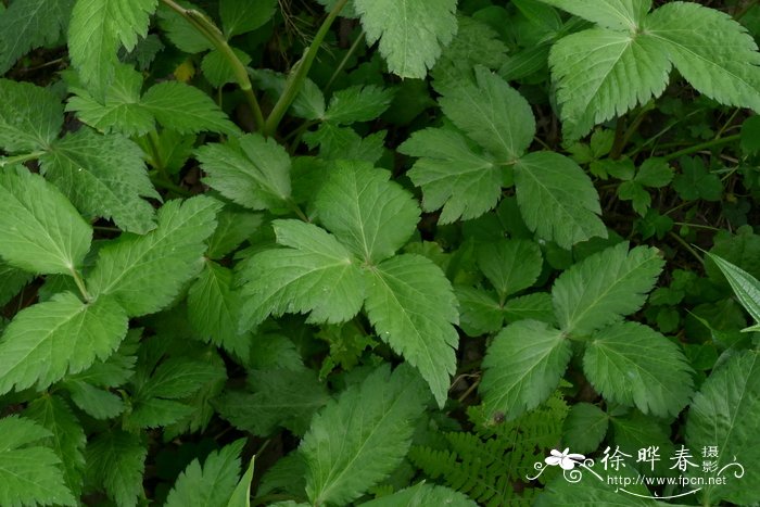 长春花播种