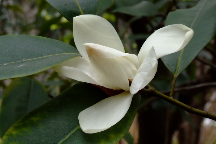 gardenia yellow