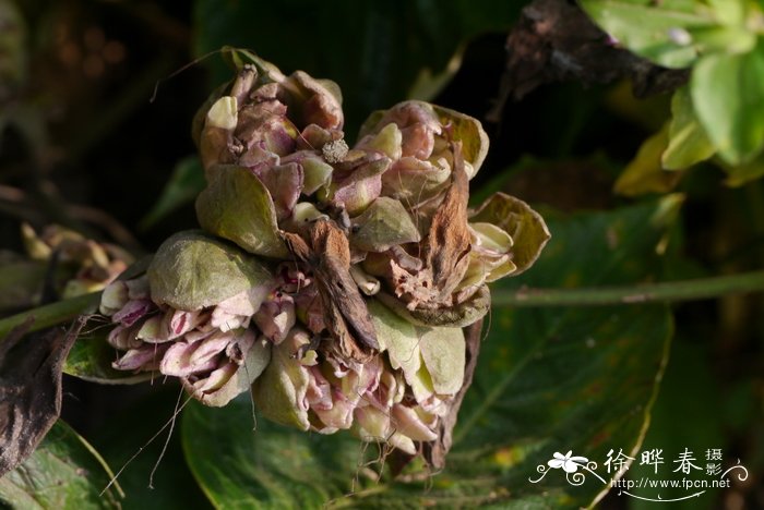 油茶种植