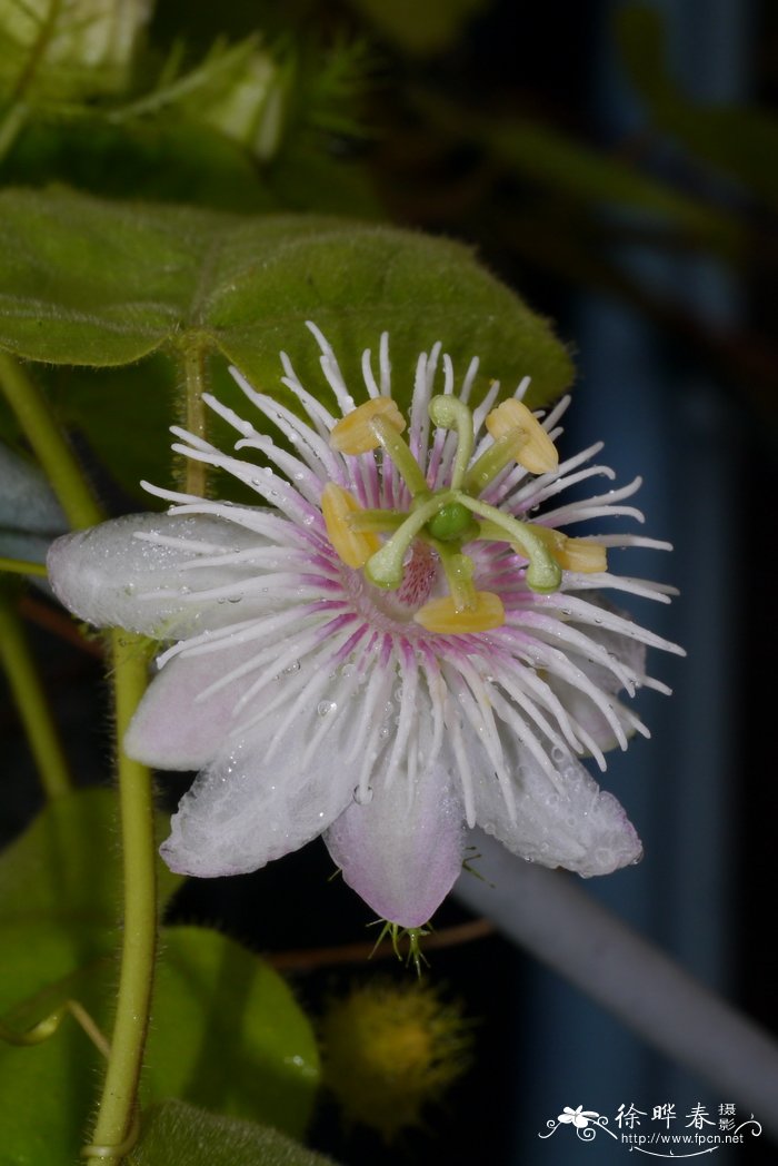 芥菜疙瘩图片