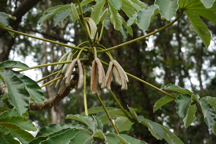 茶花苗