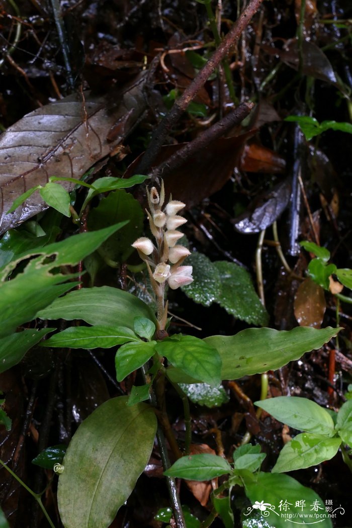 香蕉苹果图片