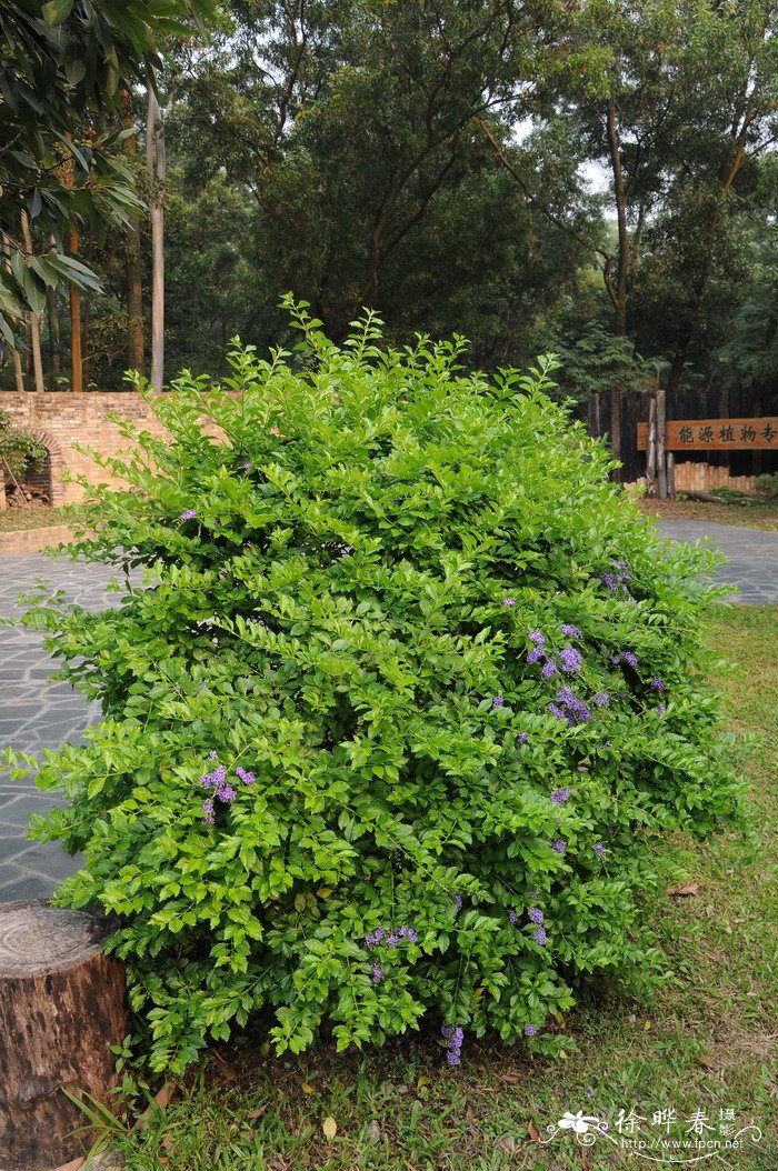 植物的传播方法