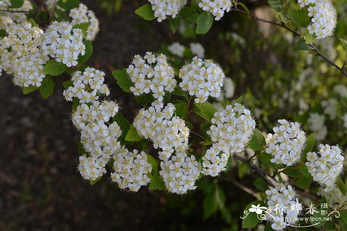 白兰花养护技术