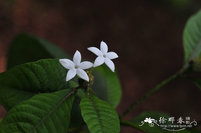 桔梗花的花语