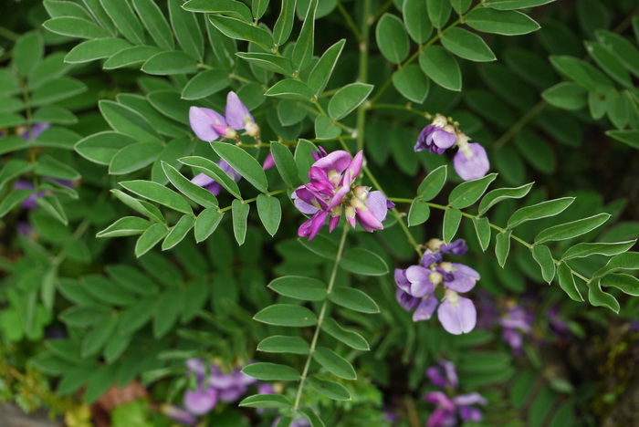 茼蒿种植