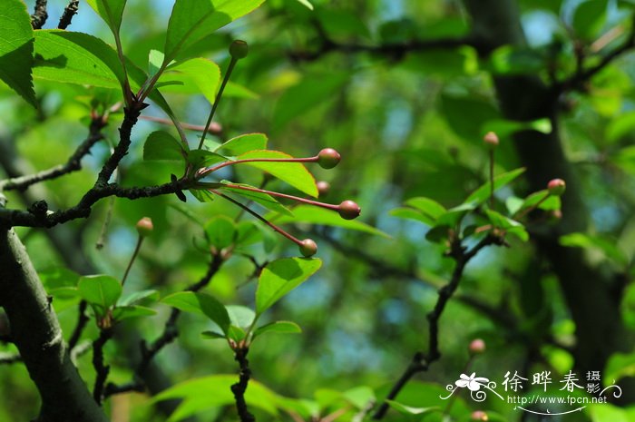 巴西木开花是什么兆头