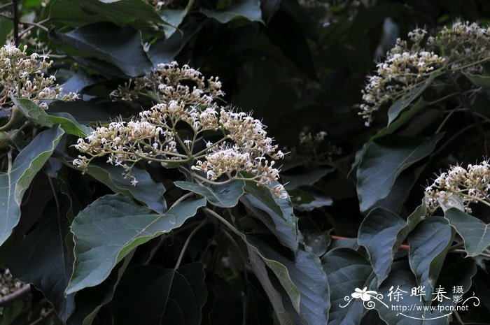 香港紫荆花