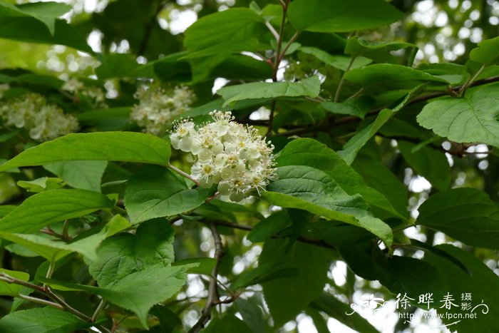 波斯菊象征