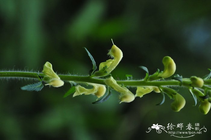 鲜花蛋糕图片 唯美