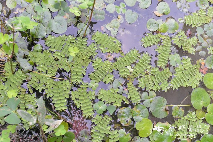 腊梅怎么种植方法