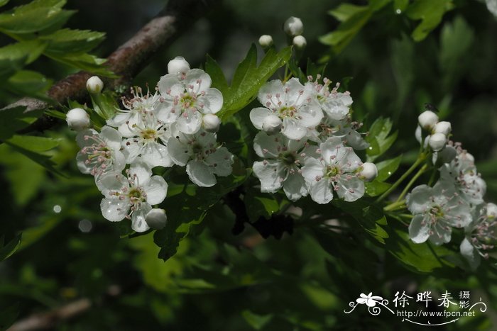 伊芙伯爵月季