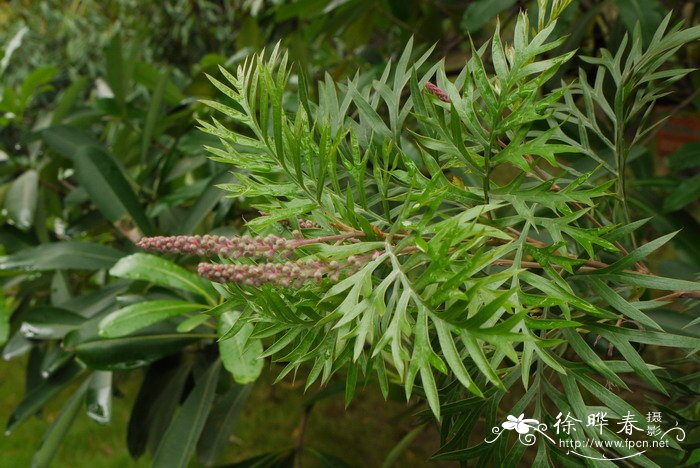 白花蛇草和半枝莲禁忌