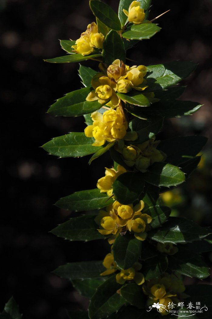 石龙芮