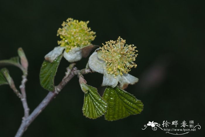 菱叶绣线菊