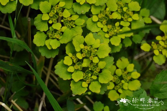 粉黛草