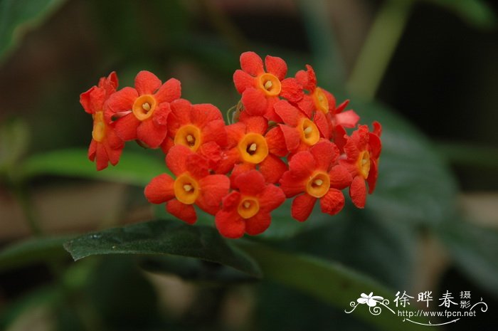 铁树开花多少年一次