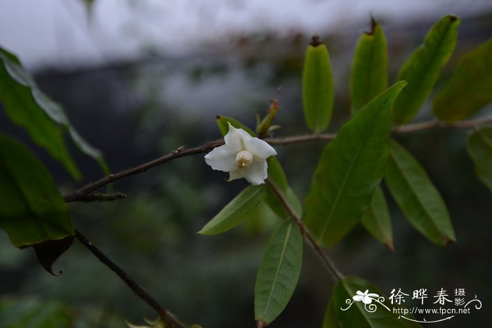 茶花树价格