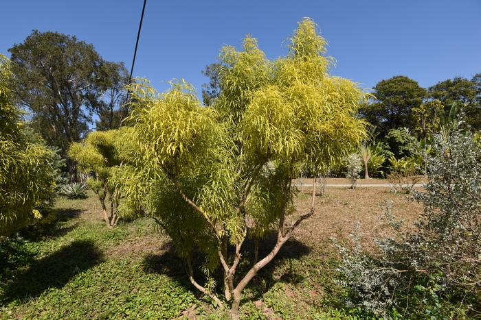 狗尾巴草的花语