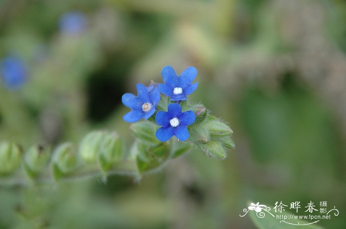 鸢尾花的花语