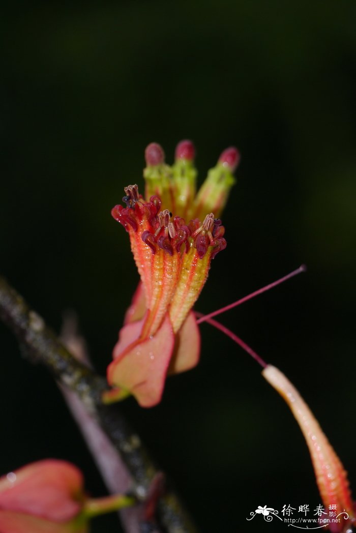 九叶青花椒