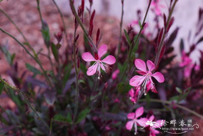 蚌花