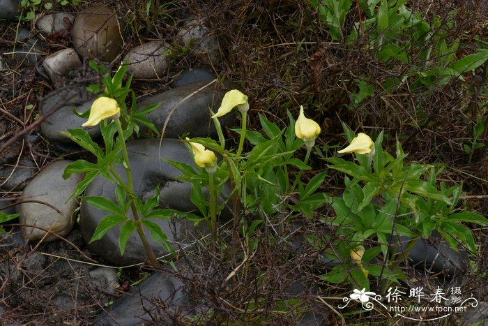 茶花苗