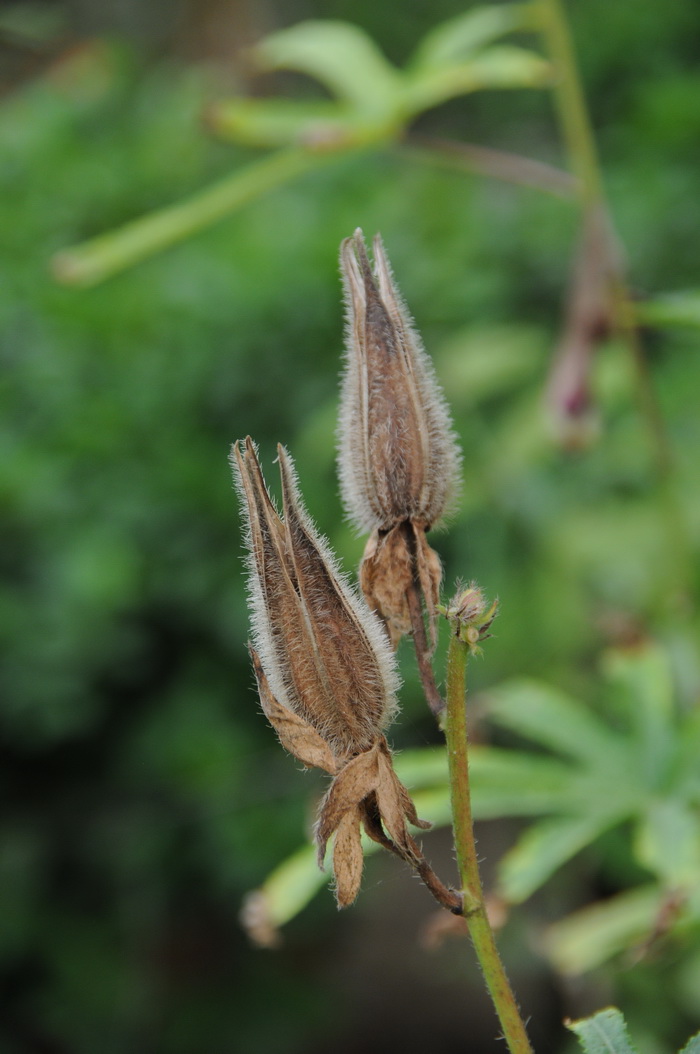 菊花象征着什么意义