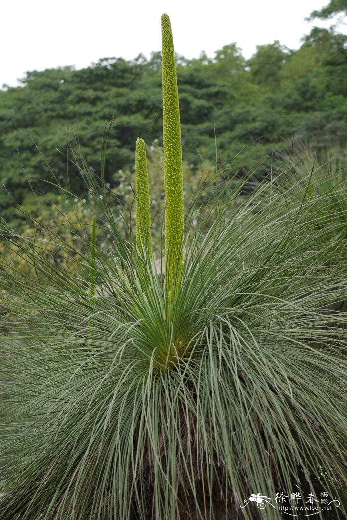 护坡绿化草种