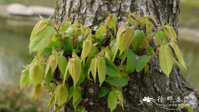 水珍珠菜