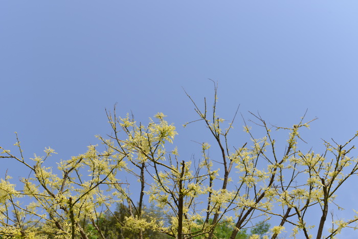 长沙桂花价格