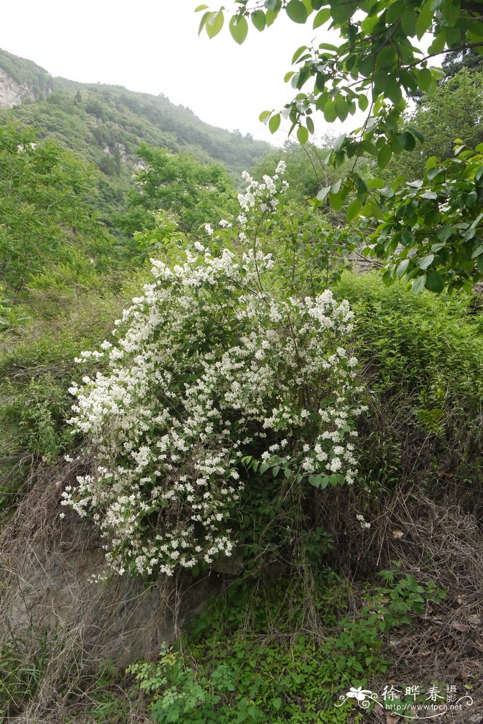 常青藤的养殖方法