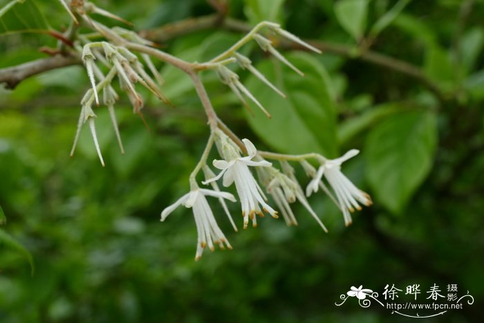 迎春花的习性