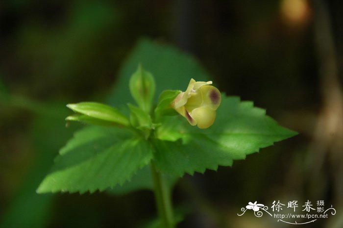 花语大全带图片和花名