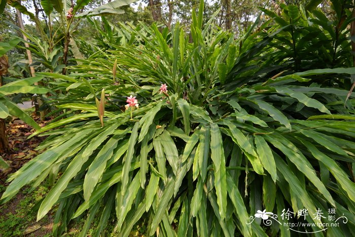 香樟价格表