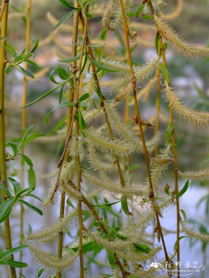 草芽