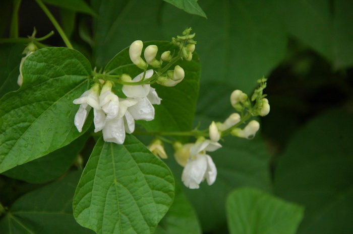 植物叶子发黄缺什么