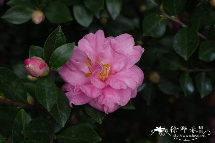 被子植物的开花过程