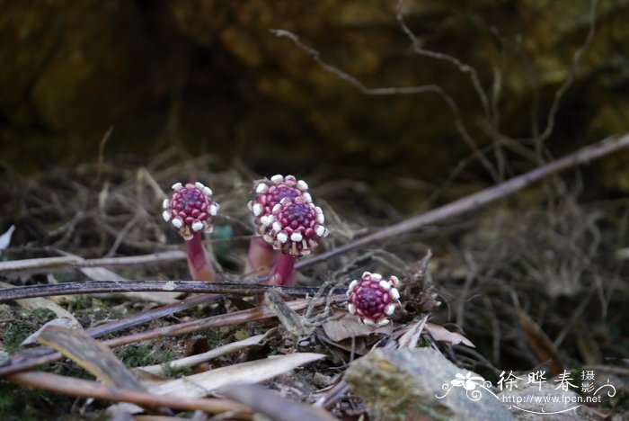 蚌花